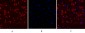 Connexin 43 Polyclonal Antibody